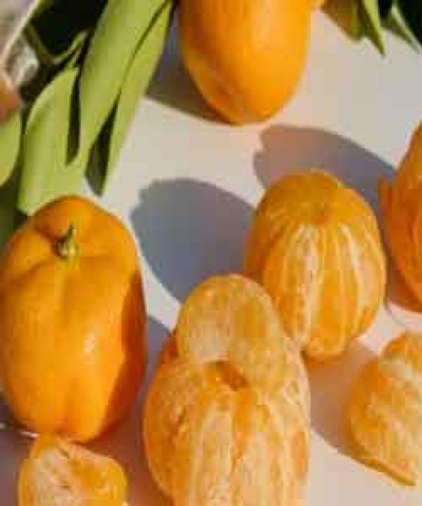 متنوع